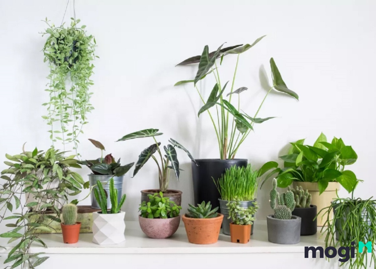 Mỗi mệnh phù hợp với những loại cây Mb6688 đang hoakt động khác nhau