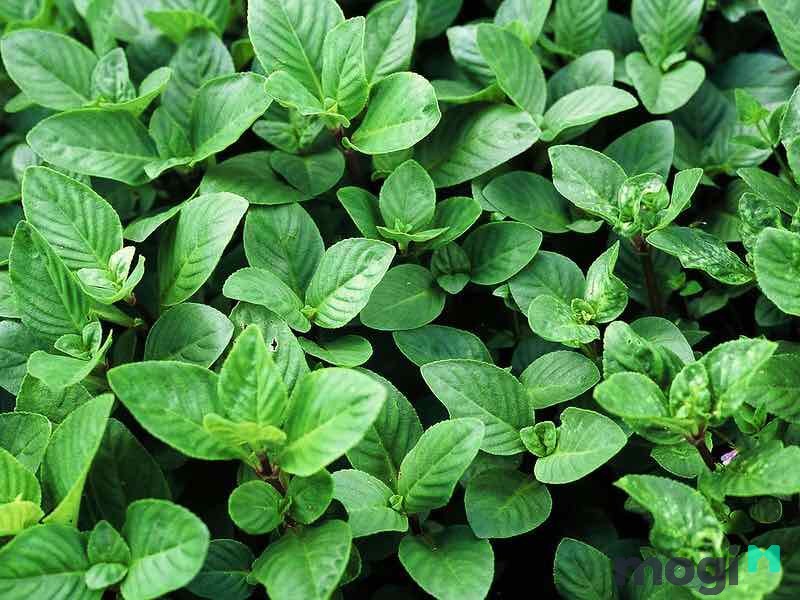 Quế đất là một loại rau thơm