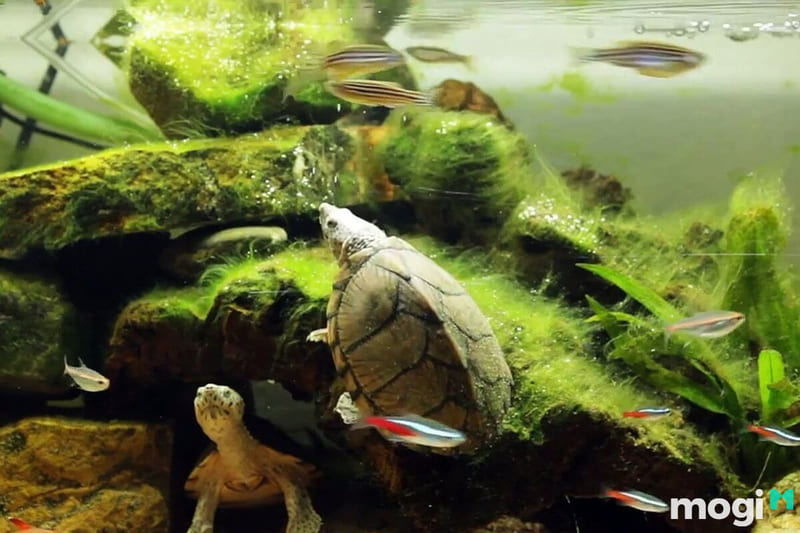 Rùa ăn tạp nên cần lưu ý chọn loại cá phù hợp để không bị rùa ăn thịt