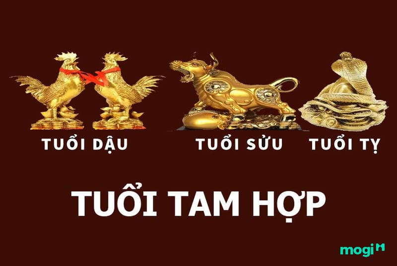 tứ hành xung tam hợp