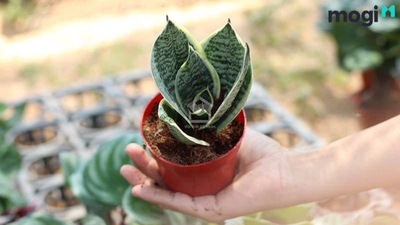 trang trí cây cảnh giúp tăng dương khí