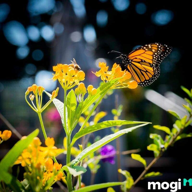 Bướm là gì?