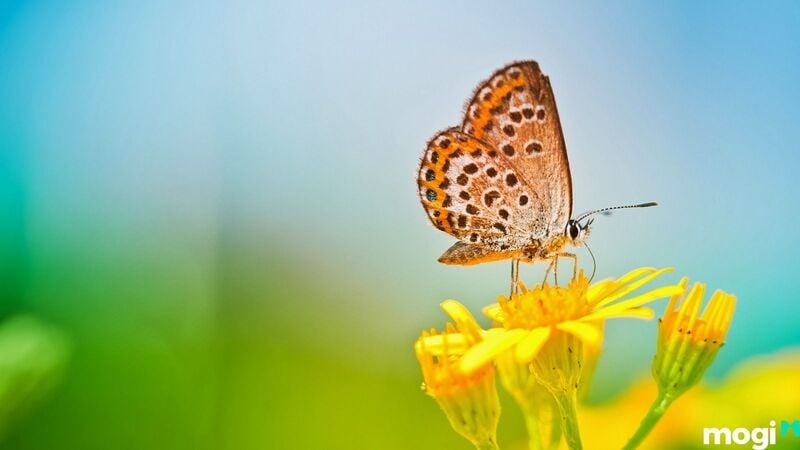 Điềm báo của bướm bay vào nhà rồi chết
