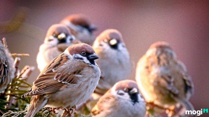 Chim bay vào nhà là điềm gì?