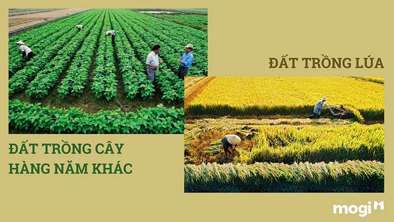 Đất trồng cây hàng năm bao gồm 2 loại