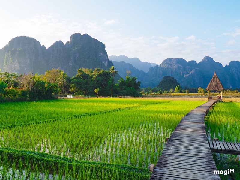 Thế nào là đất trồng cây hàng năm
