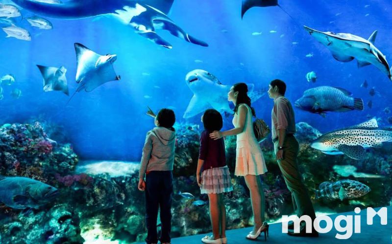 Thủy cung Vinpearl Aquarium