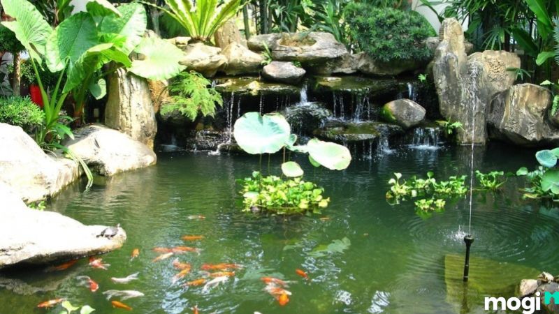 Hồ cá với cây cảnh