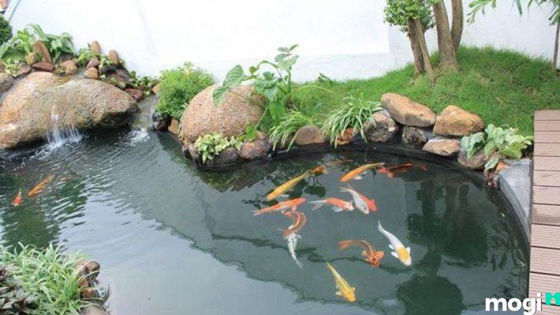 Hồ cá đóng rêu xanh