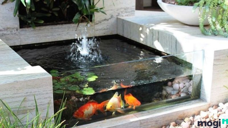 Hồ cá mini ngoài trời