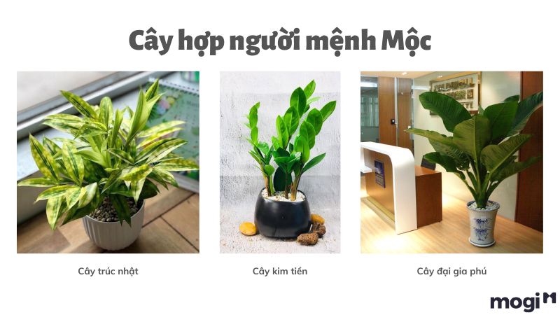 Một số mẫu cây phù hợp với người mệnh Mộc