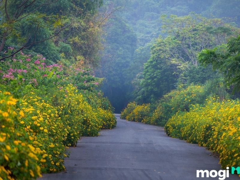 Mùa hoa dã quỳ tại vườn quốc gia Ba Vì