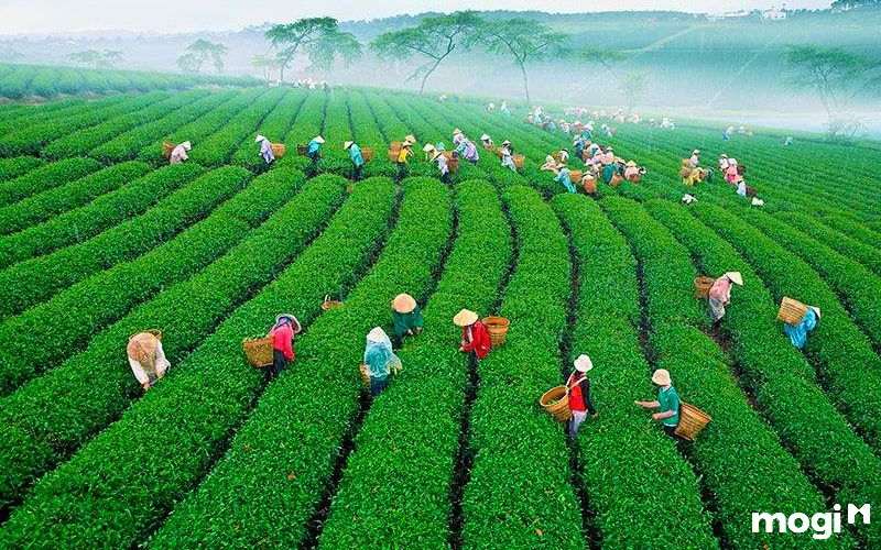 Địa điểm du lịch Đà Lạt xanh mướt và trải dài