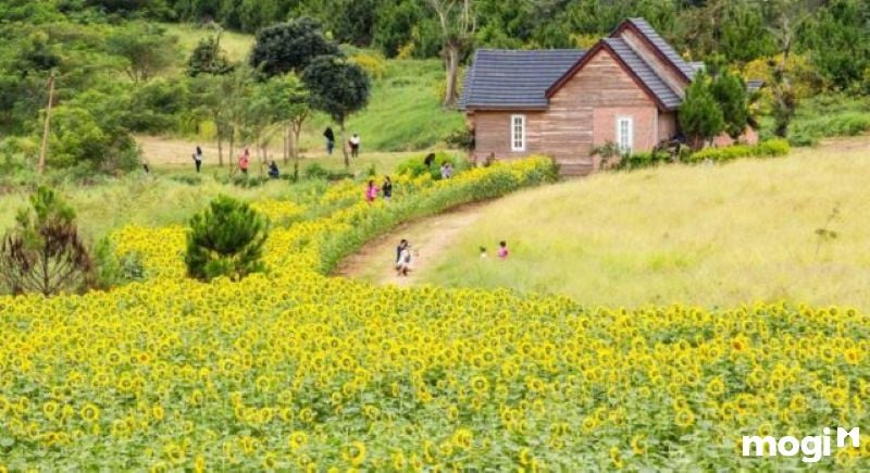 Dalat Milk Farm là địa điểm du lịch Đà Lạt vô cùng hấp dẫn