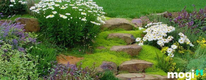 10+ Ý tưởng trang trí bồn hoa đẹp trước nhà cực bắt mắt ai cũng mê 16 Bồn hoa đẹp trước nhà