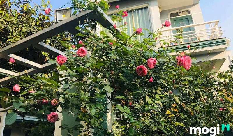 10+ Ý tưởng trang trí bồn hoa đẹp trước nhà cực bắt mắt ai cũng mê 5 Bồn hoa đẹp trước nhà