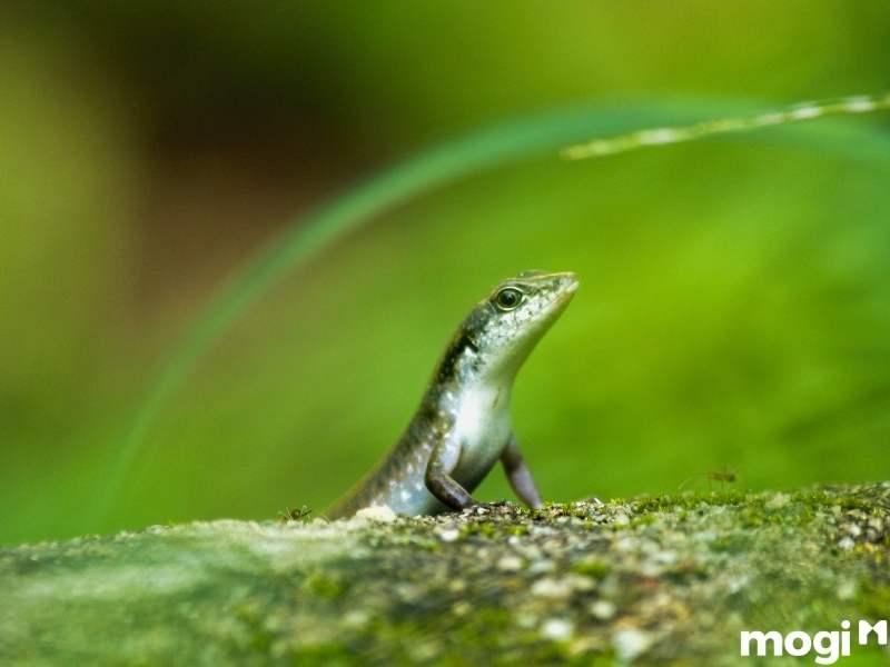 rắn mối vào nhà