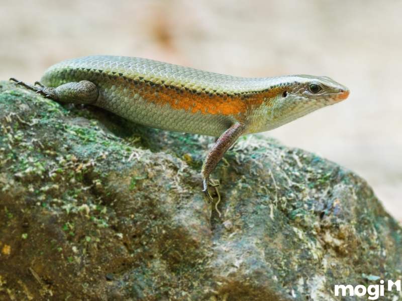 rắn mối vào nhà