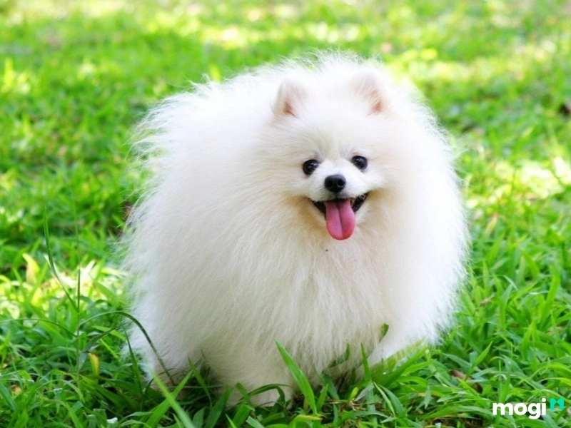 Chó trắng vào nhà là điềm lành