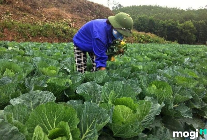 NHK là đất gì? Chi phí chuyển sang thổ cư 