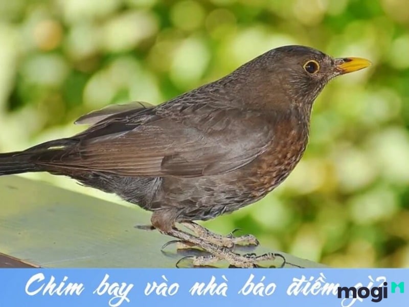 Chim đen bay vào nhà là điềm cát hay hung, tốt hay xấu?