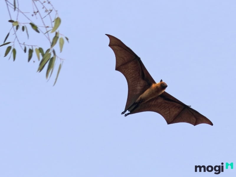 Dơi bay vào nhà tốt hay xấu?