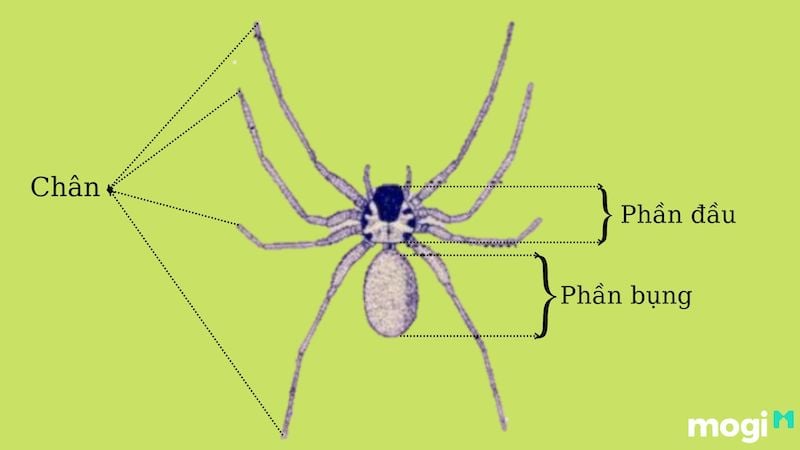 Cấu tạo của con nhện
