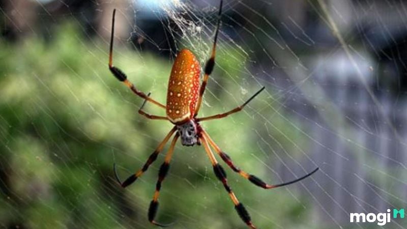 Quan niệm dân gian về con nhện