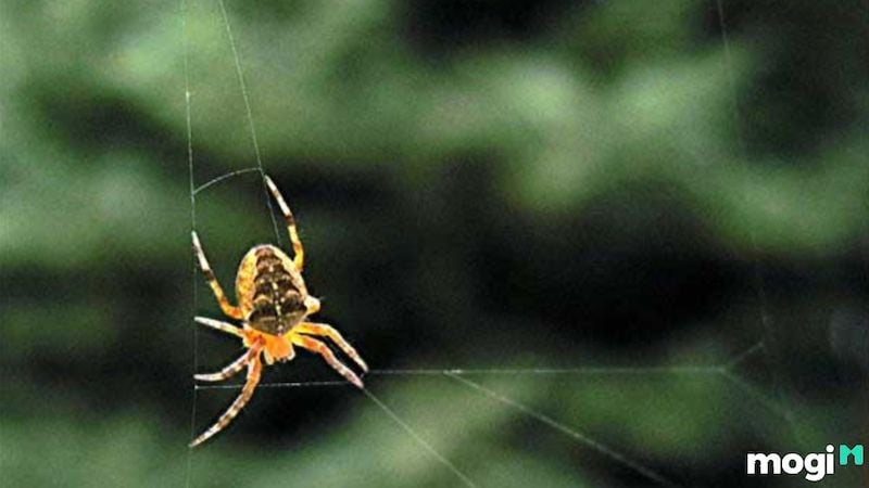 Hiện tượng nhện sa trước mặt