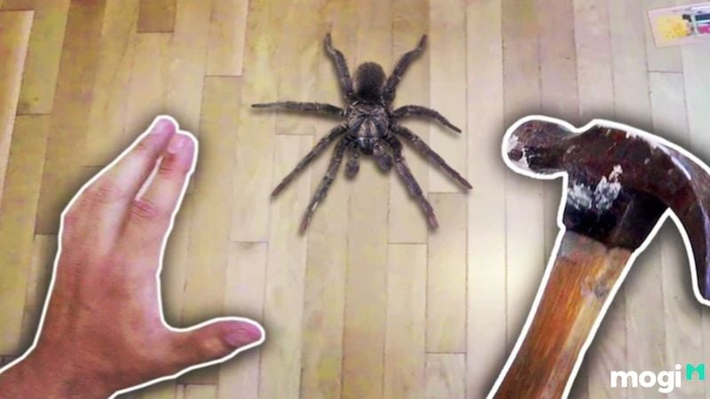 Giết nhện liệu có mang lại điều xấu?