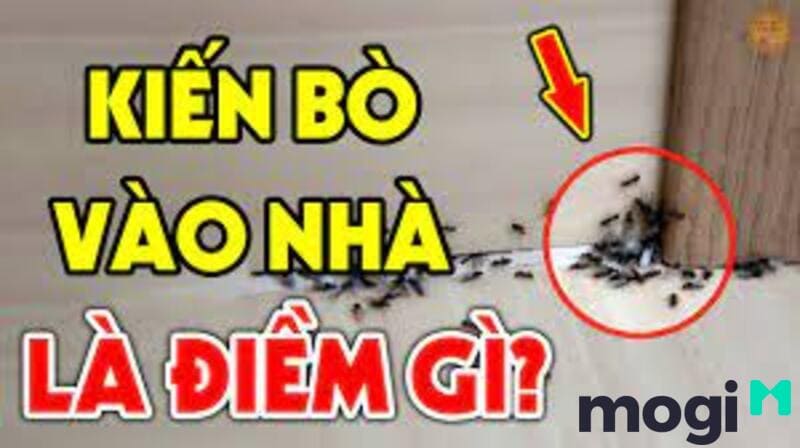 Kiến đen vào nhà là điềm tốt hay điềm xấu?