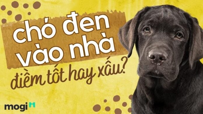 Lý Giải Hiện Tượng Chó Đen Vào Nhà Là Điềm Tốt Hay Xấu Trong Phong Thuỷ