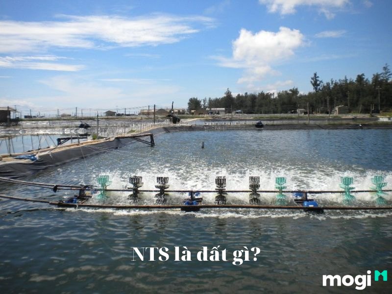 NTS là đất gì