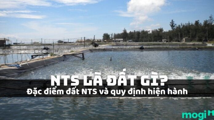 nts là đất gì