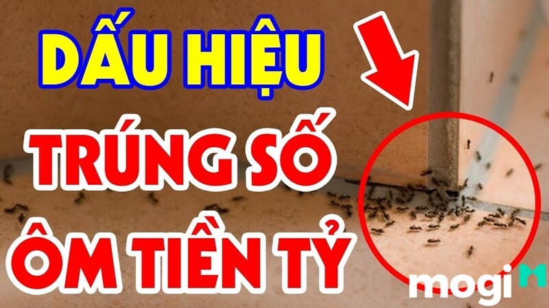 Dấu hiệu trúng số tiền tỷ khi kiến vào nhà