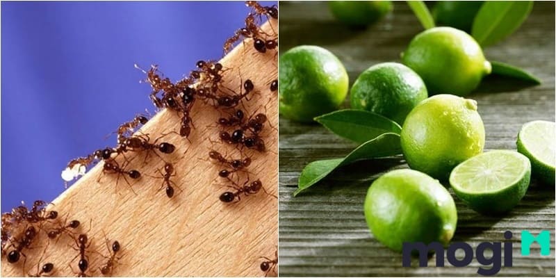 Cách giải quyết tình trạng kiến vào nhà vô cùng hiệu quả