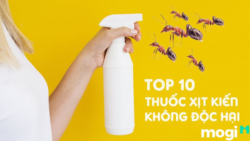 Cách trị kiến cánh bay vào nhà bằng bình xịt côn trùng