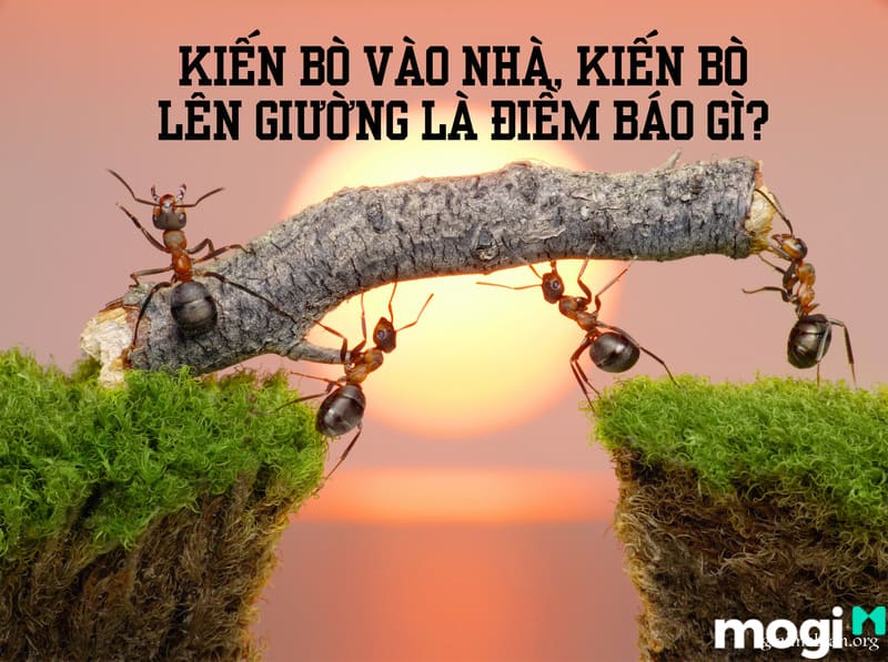 Kiến bò vào nhà, kiến bò lên giường là điềm báo là gì?