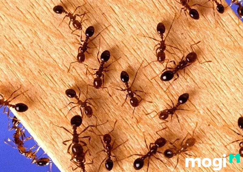 Mùi hương tự nhiên sẽ đuổi kiến đi ra khỏi nhà