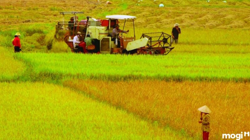 LUC là đất gì? Quy định sử dụng ra sao?