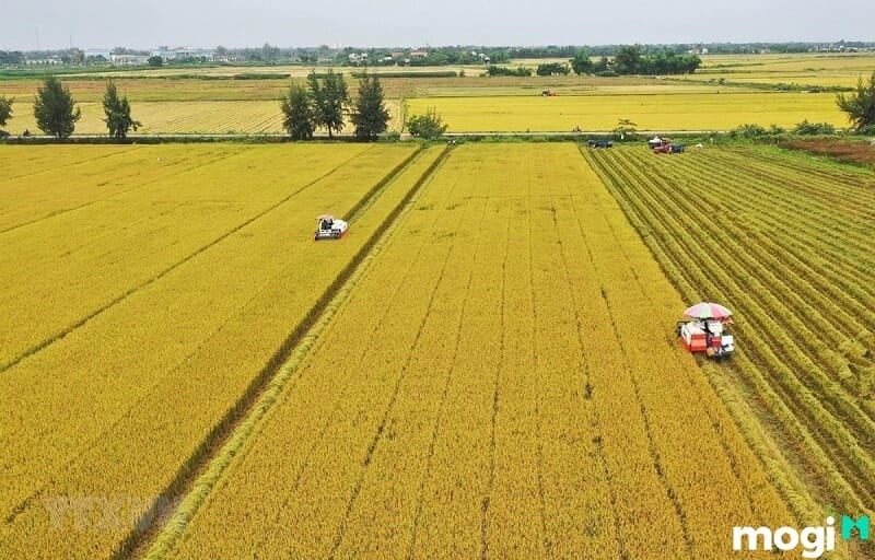 LUK là đất gì?