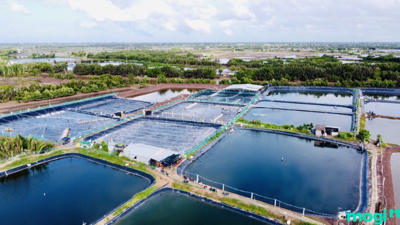 NTS là đất gì? Hạn mức nuôi trồng