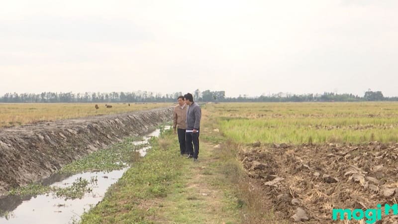 dtl là đất gì dtl là đất gì