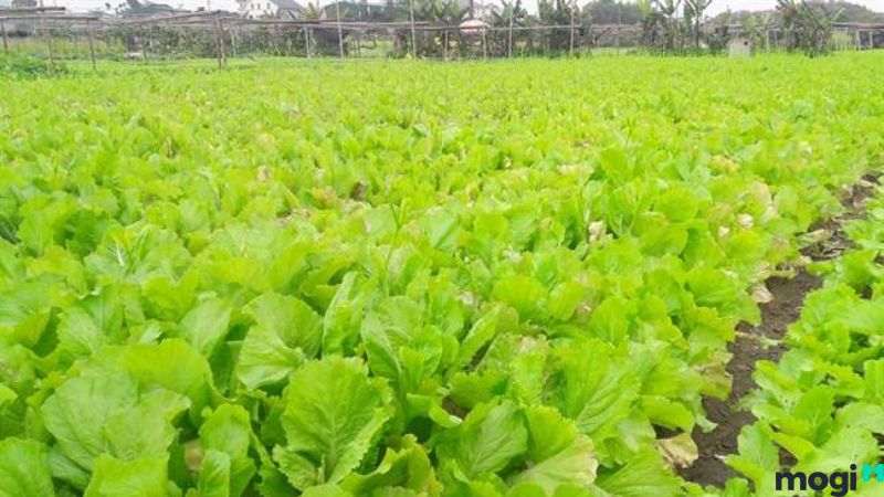 Đất NHK là đất gì?
