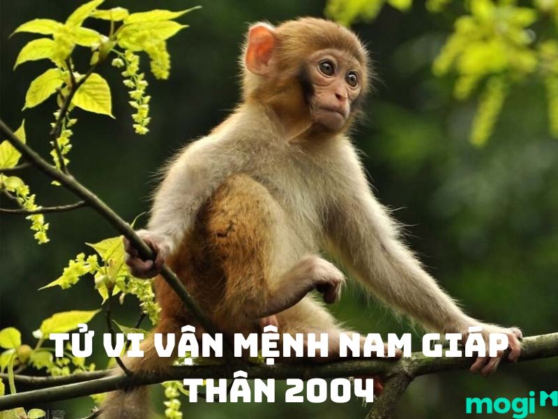 Sinh năm 2004 mệnh gì? Tử vi nam sinh năm 2004 