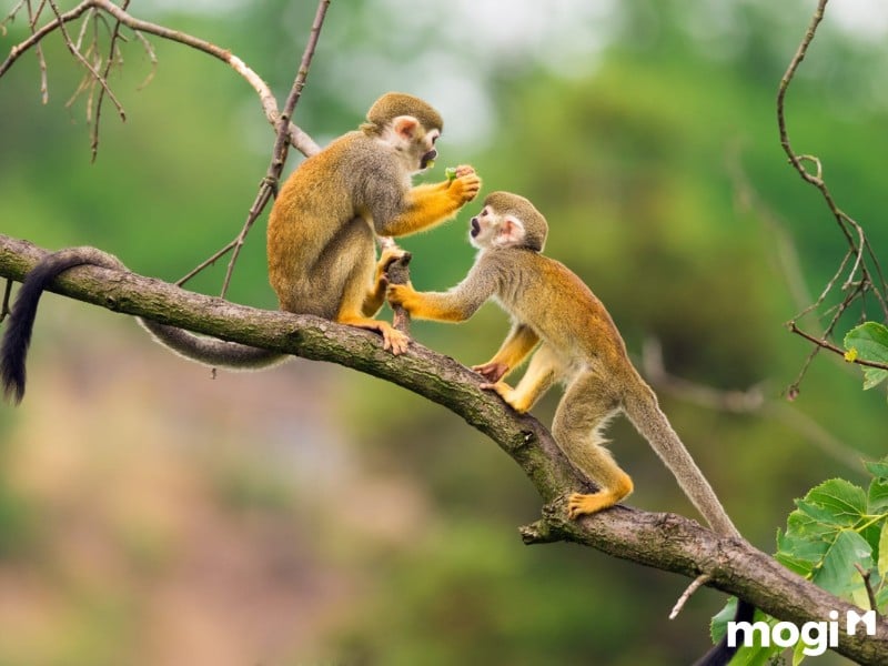 Sinh Năm 2028 Mệnh Gì? Hợp Màu Gì?Tuổi Nào? Tổng Quan Về Mậu Thân 2028 3 2028 mệnh gì
