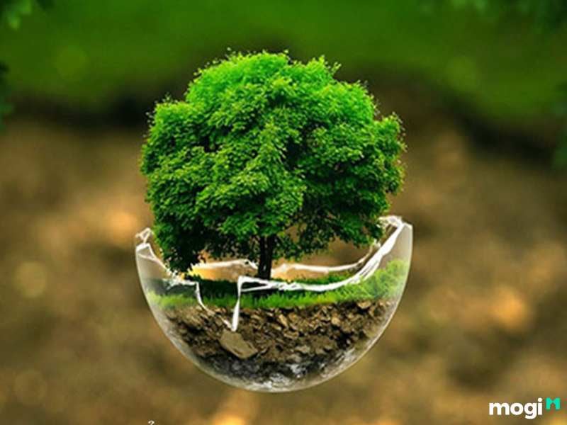 Người sinh năm 2019 mệnh Mộc 