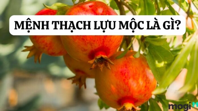 thach-luu-moc Thạch Lựu Mộc
