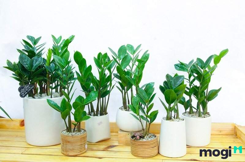 Thạch Lựu Mộc Là Mệnh Gì? Vận Mệnh Cuộc Đời Người Mệnh Thạch Lựu Mộc 15 Cây Mb6688 đang hoakt động của Thạch Lựu Mộc