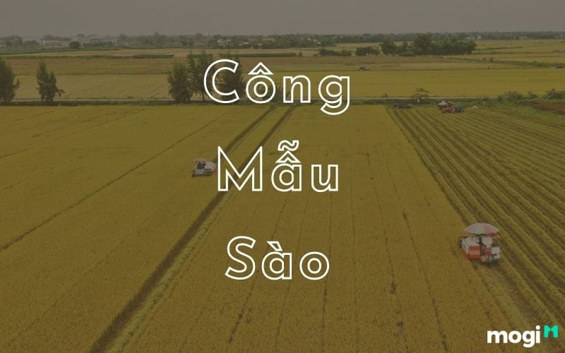 Mẫu, công và sào đất là những đơn vị đo lường diện tích cổ